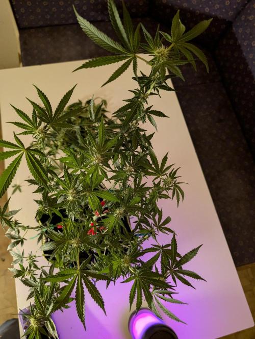 RAINBOW FLAKEZ. Week 12