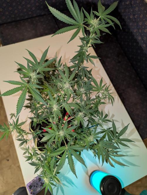 RAINBOW FLAKEZ. Week 12