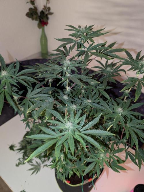 Polar Gelato. Week 12