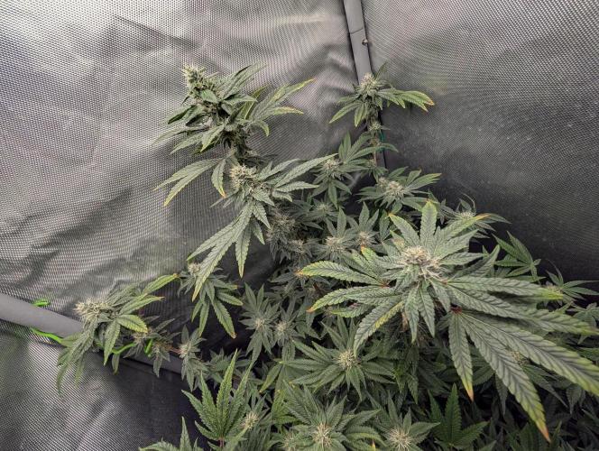 Polar Gelato. Week 14