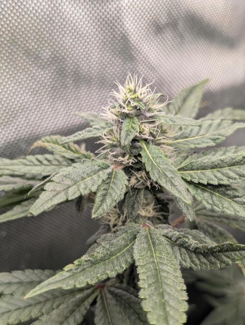 Polar Gelato. Week 14