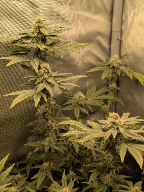 Polar Gelato. Week 14