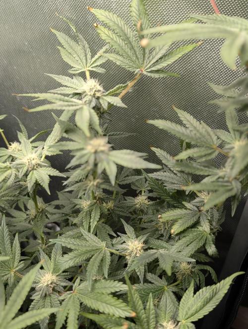 RAINBOW FLAKEZ. Week 14