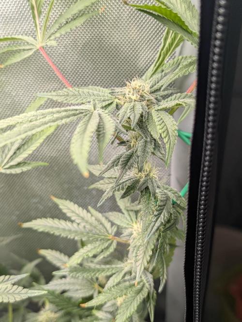 RAINBOW FLAKEZ. Week 14