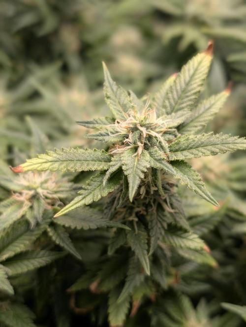 Rainbow Sherbet #11. Week 14