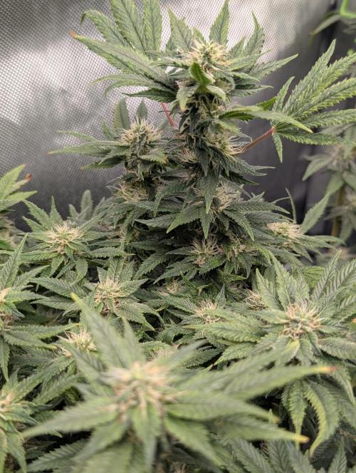 Rainbow Sherbet #11. Week 14