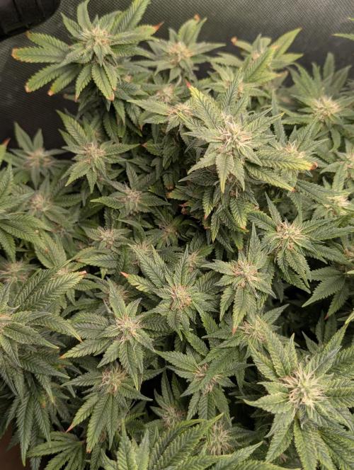 Rainbow Sherbet #11. Week 14