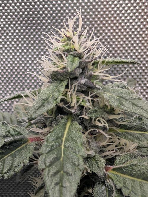 Polar Gelato. Week 14