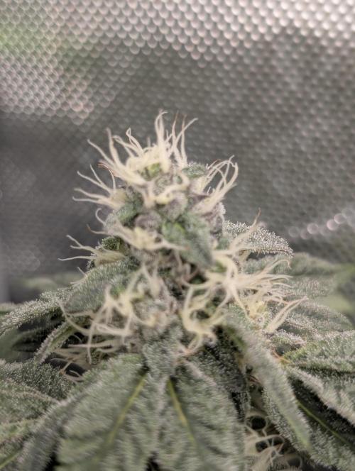 Polar Gelato. Week 14