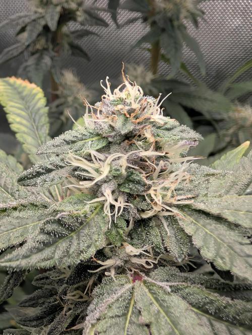 Polar Gelato. Week 14