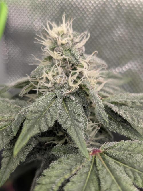 Polar Gelato. Week 14