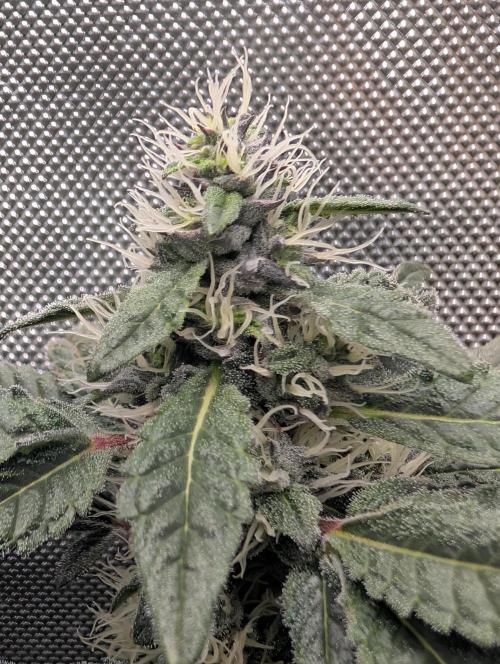 Polar Gelato. Week 14