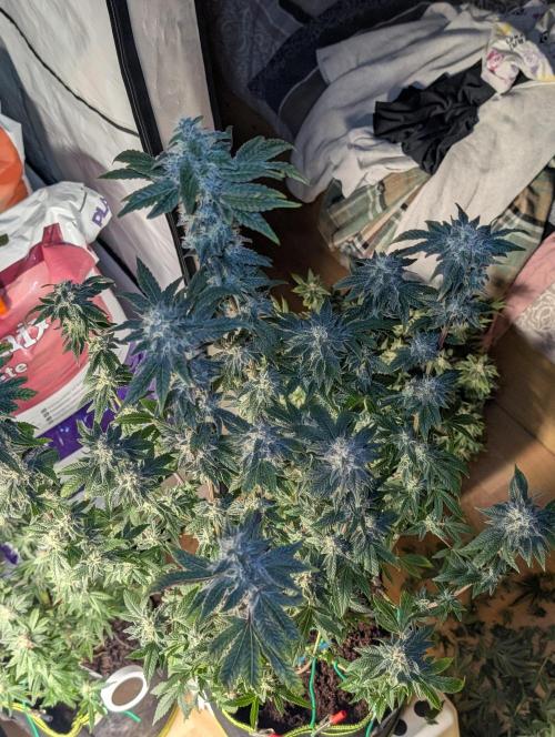 Polar Gelato. Week 16