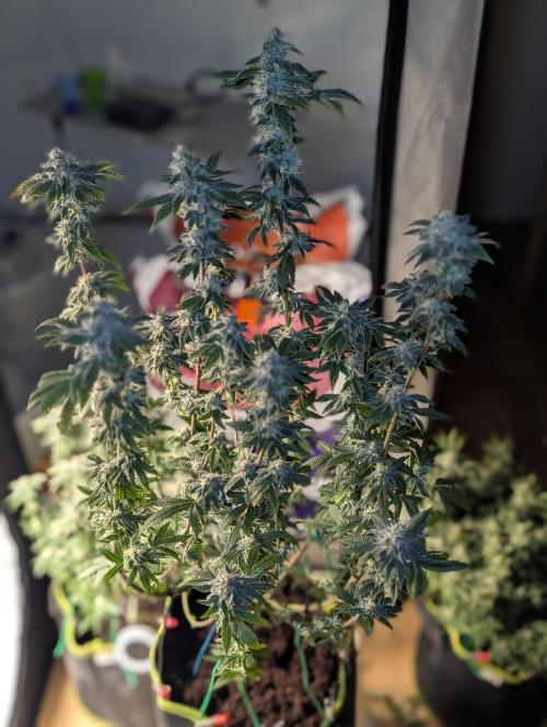 Polar Gelato. Week 16