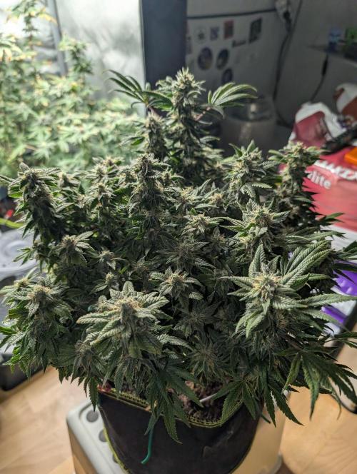 Rainbow Sherbet #11. Week 16