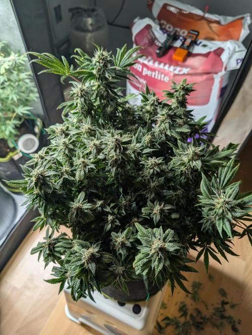 Rainbow Sherbet #11. Week 16