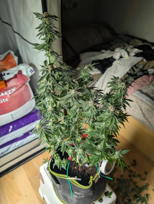 RAINBOW FLAKEZ. Week 16