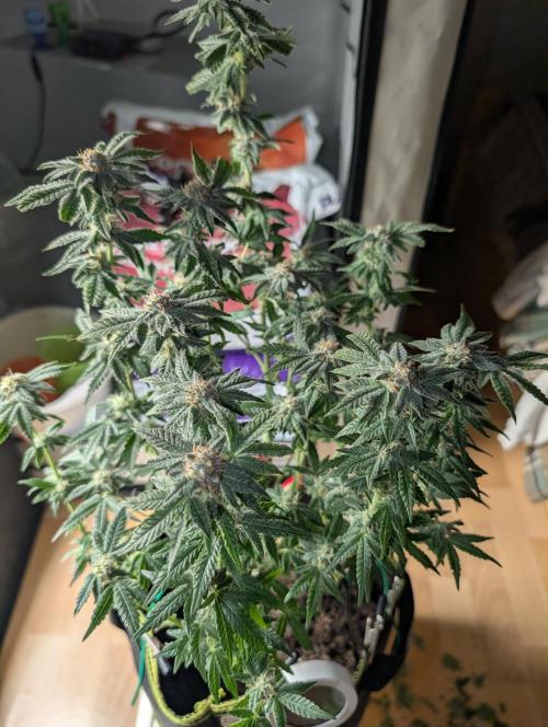 RAINBOW FLAKEZ. Week 16