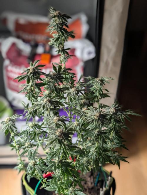 RAINBOW FLAKEZ. Week 16