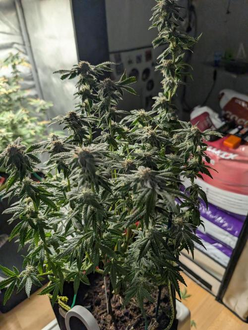 RAINBOW FLAKEZ. Week 16