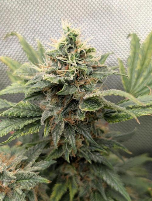 Rainbow Sherbet #11. Week 17