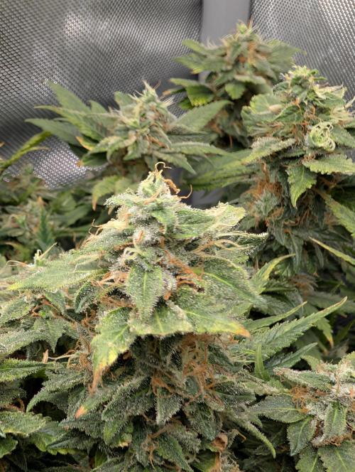 Rainbow Sherbet #11. Week 17