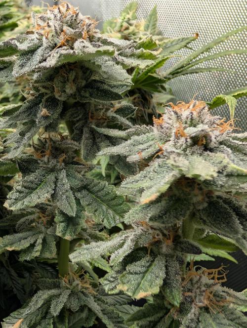 RAINBOW FLAKEZ. Week 17