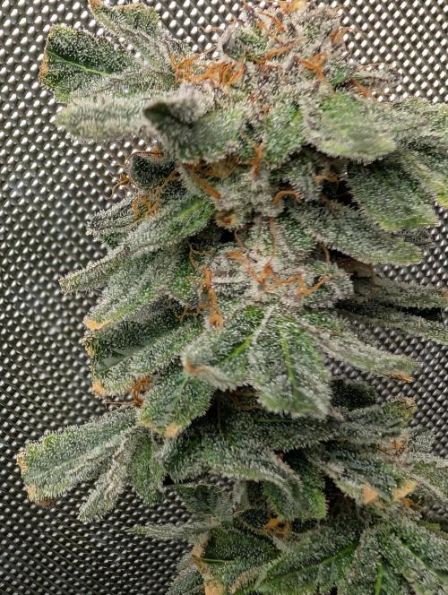 RAINBOW FLAKEZ. Week 17