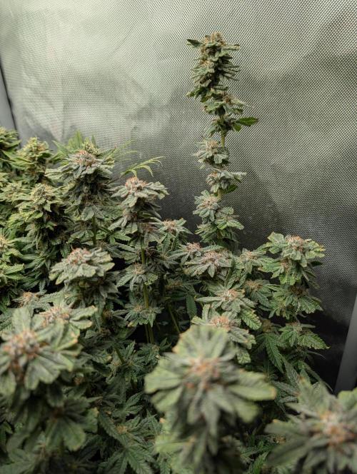 RAINBOW FLAKEZ. Week 17