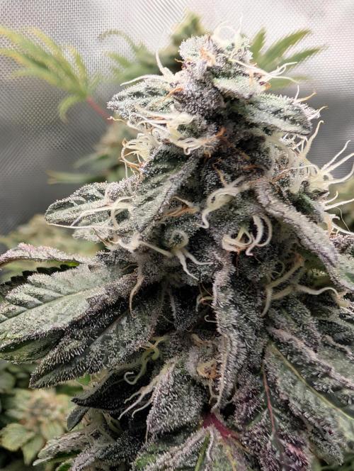 Polar Gelato. Week 17