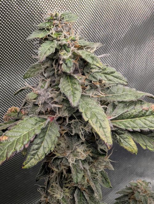 Polar Gelato. Week 17