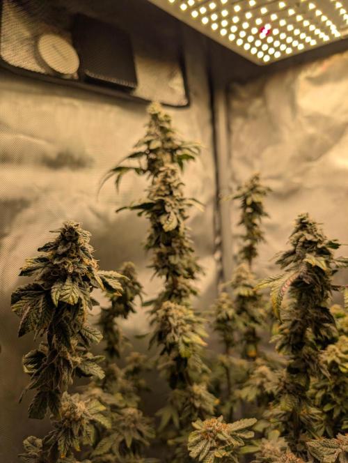 Polar Gelato. Week 17