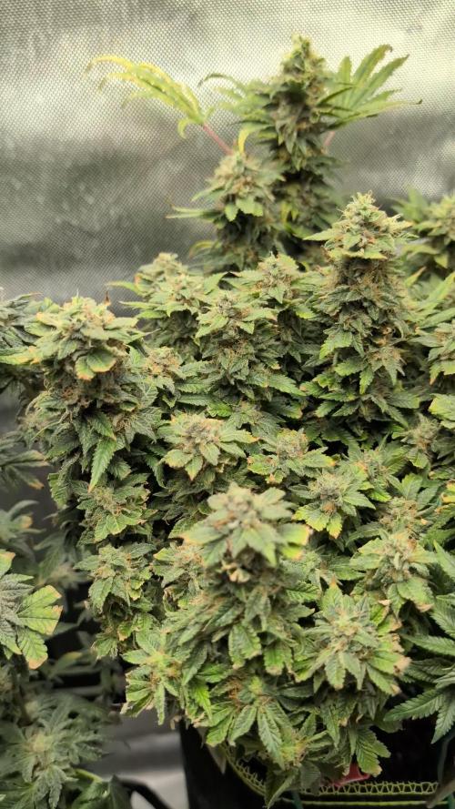 Rainbow Sherbet #11