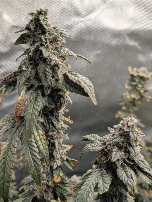 Polar Gelato. Week 17