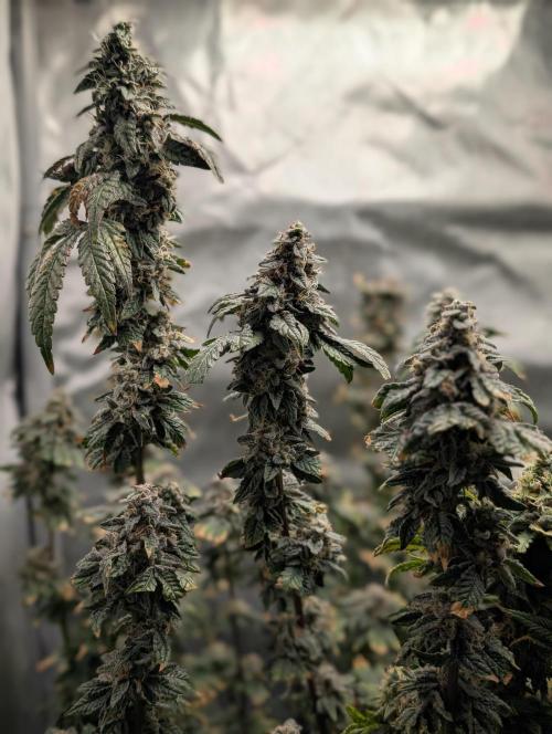 Polar Gelato. Week 17