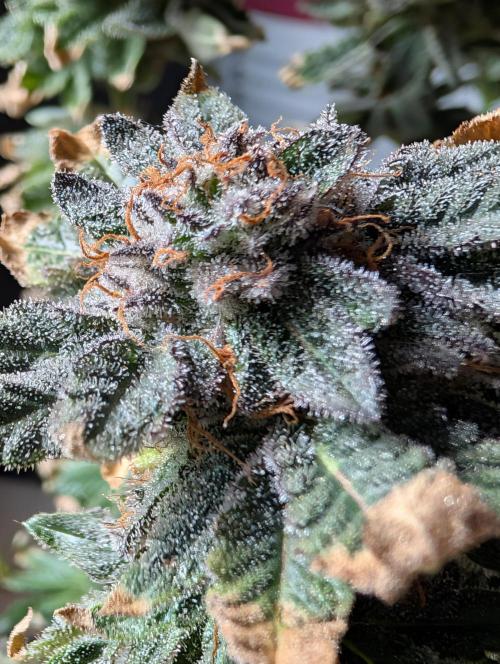 RAINBOW FLAKEZ. Week 18