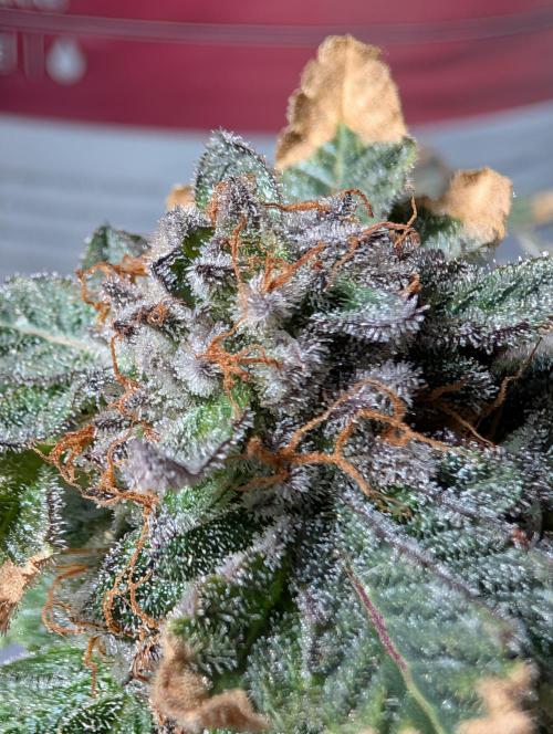 RAINBOW FLAKEZ. Week 18