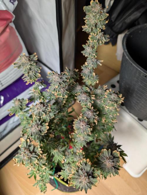 RAINBOW FLAKEZ. Week 18