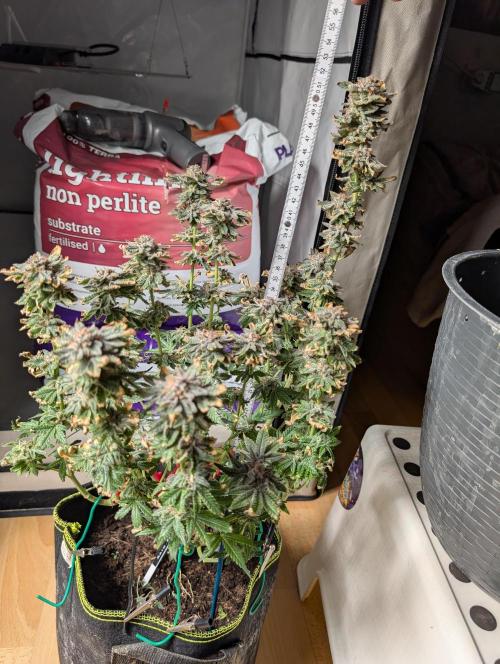 RAINBOW FLAKEZ. Week 18