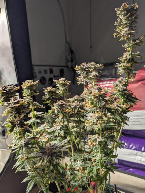 RAINBOW FLAKEZ. Week 18