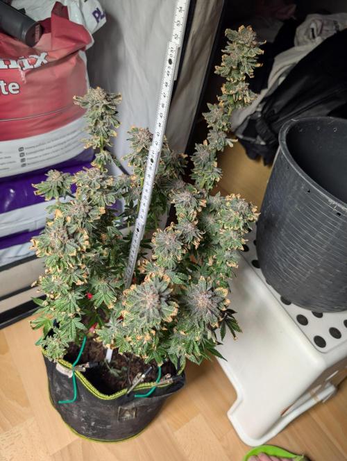 RAINBOW FLAKEZ. Week 18