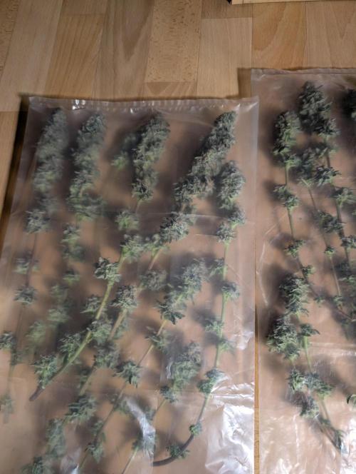 Polar Gelato. Week 18 - An alle Growmies bitte trocknet eure buds so in Dryfembags!! The best and reuse 