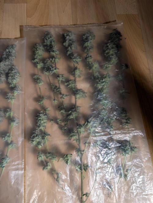 Polar Gelato. Week 18