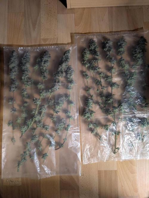 Polar Gelato. Week 18