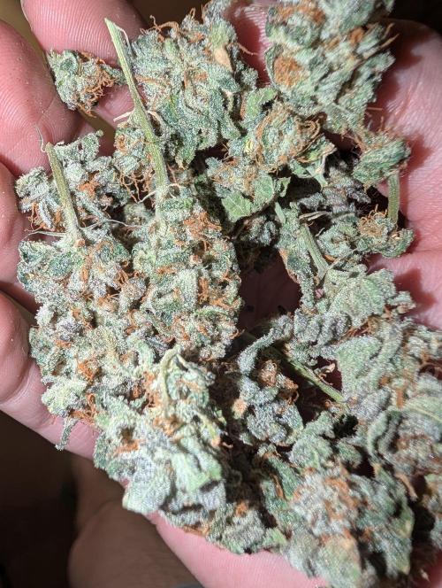 RAINBOW FLAKEZ. Week 18