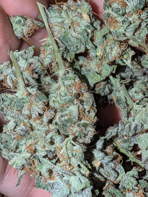 RAINBOW FLAKEZ. Week 18