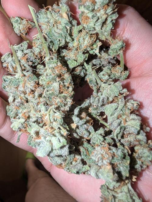 RAINBOW FLAKEZ. Week 18