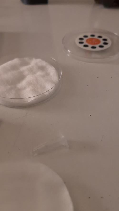 Eternity CUP 2026 / Sticky Broccoli