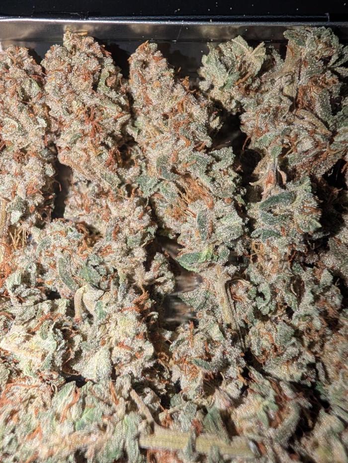 Rainbow Sherbet #11. Week 18