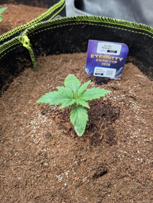 Eternity CUP 2026 / Sticky Broccoli. Week 1 - Die erste Tag im neuen Zuhause!! 